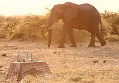 Chobe Under Canvas - Botswana