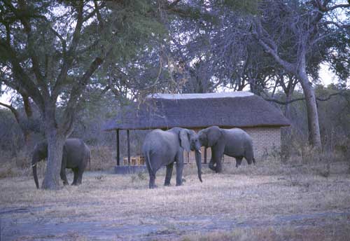 Kazuni Camp - Vwaza Malawi