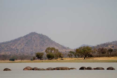 Kazuni Camp - Vwaza Malawi