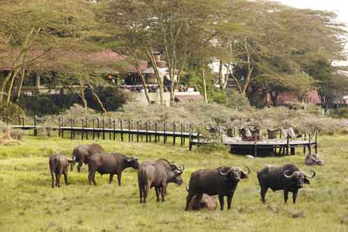 Hatari Lodge - Arusha Tanzania