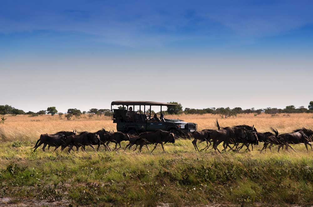 King Lewanika - Liuwa Plain Zambia