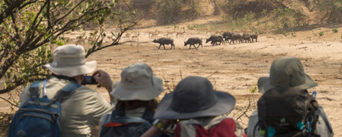 Chitake trail - Mana Pools Zimbabwe