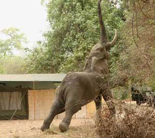Goliath Safari Camp - Mana Pools Zimbabwe