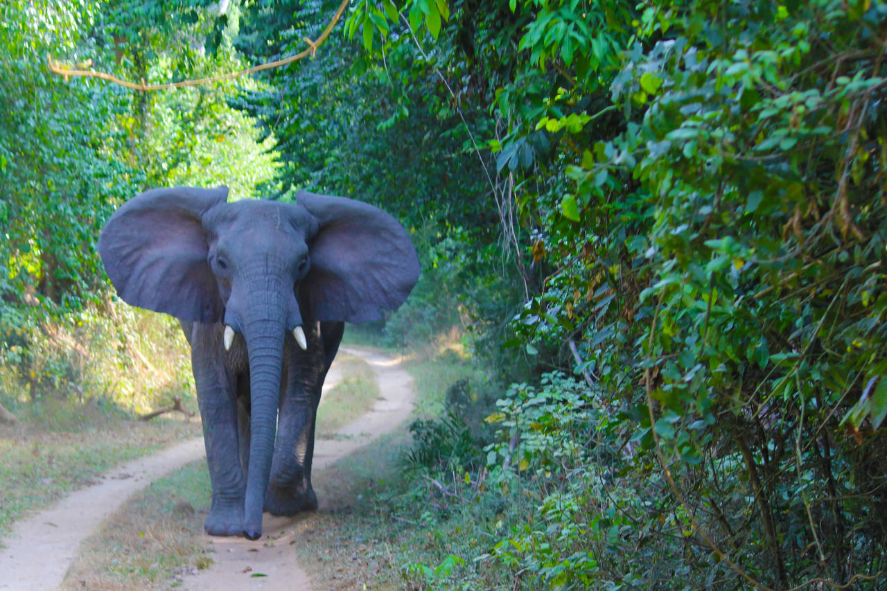 Saadani safari Tanzania