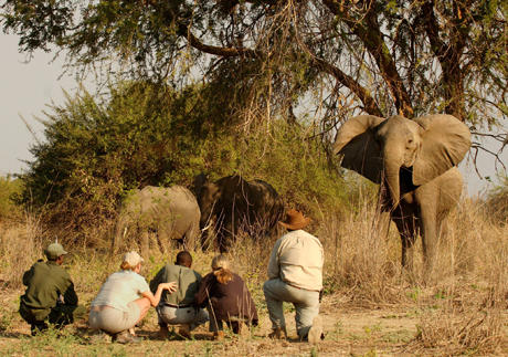 South Luangwa Norman Carr Safaris South Luangwa Norman Carr Safaris