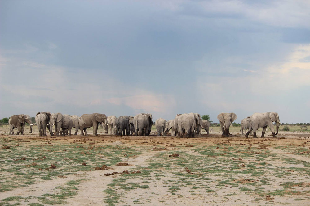 Nxai Pan Magkadigadi Pans Safari Botswana