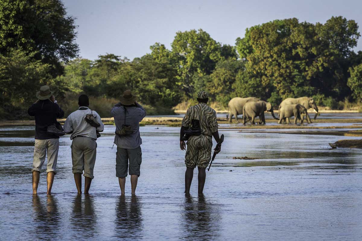 South Luangwa National Park Zambia