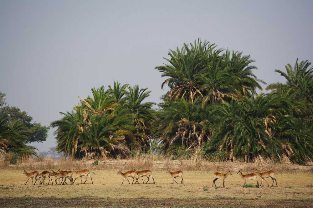 Zimba Safaris | Kafue National Park Zambia