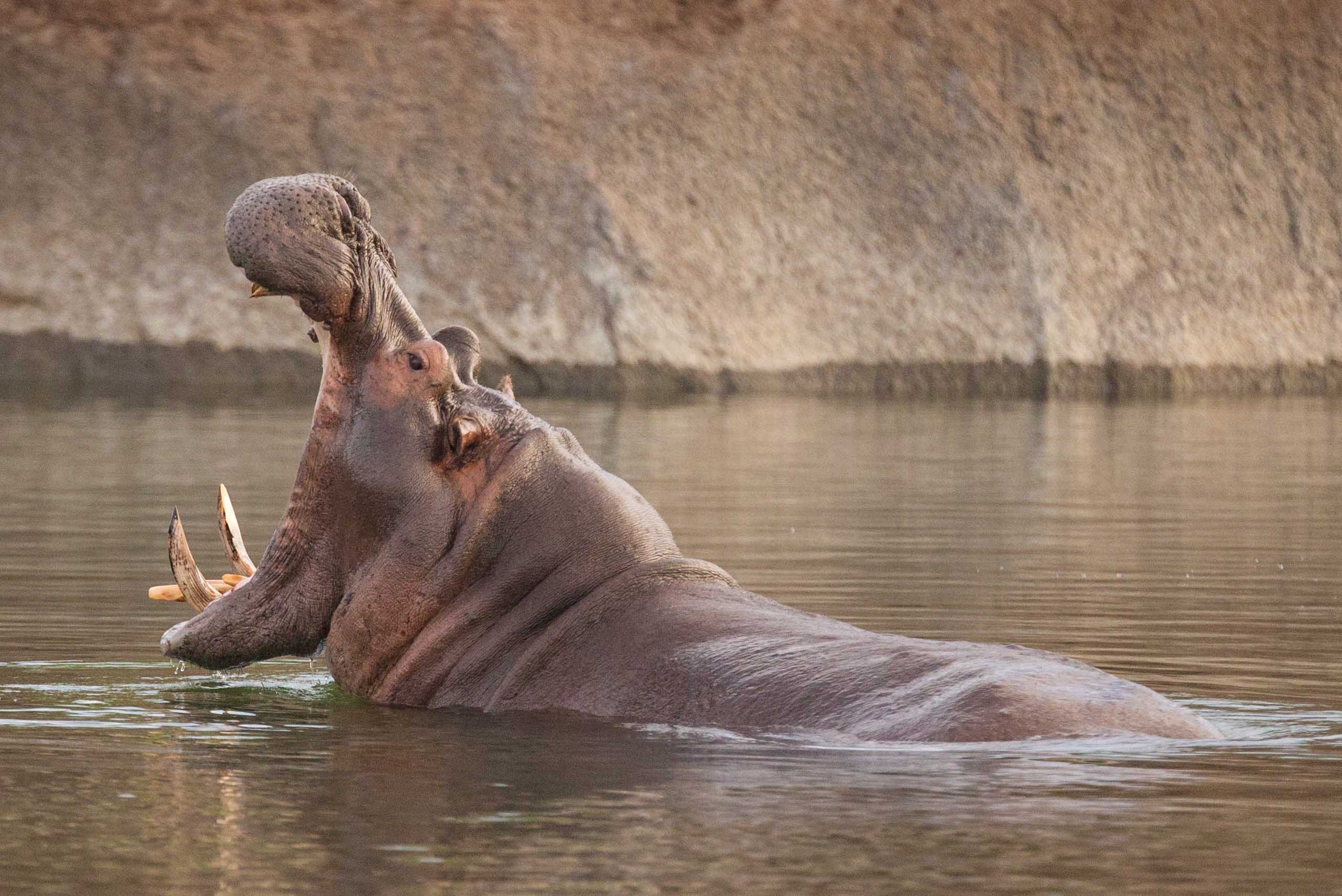 Kafue National Park Zambia