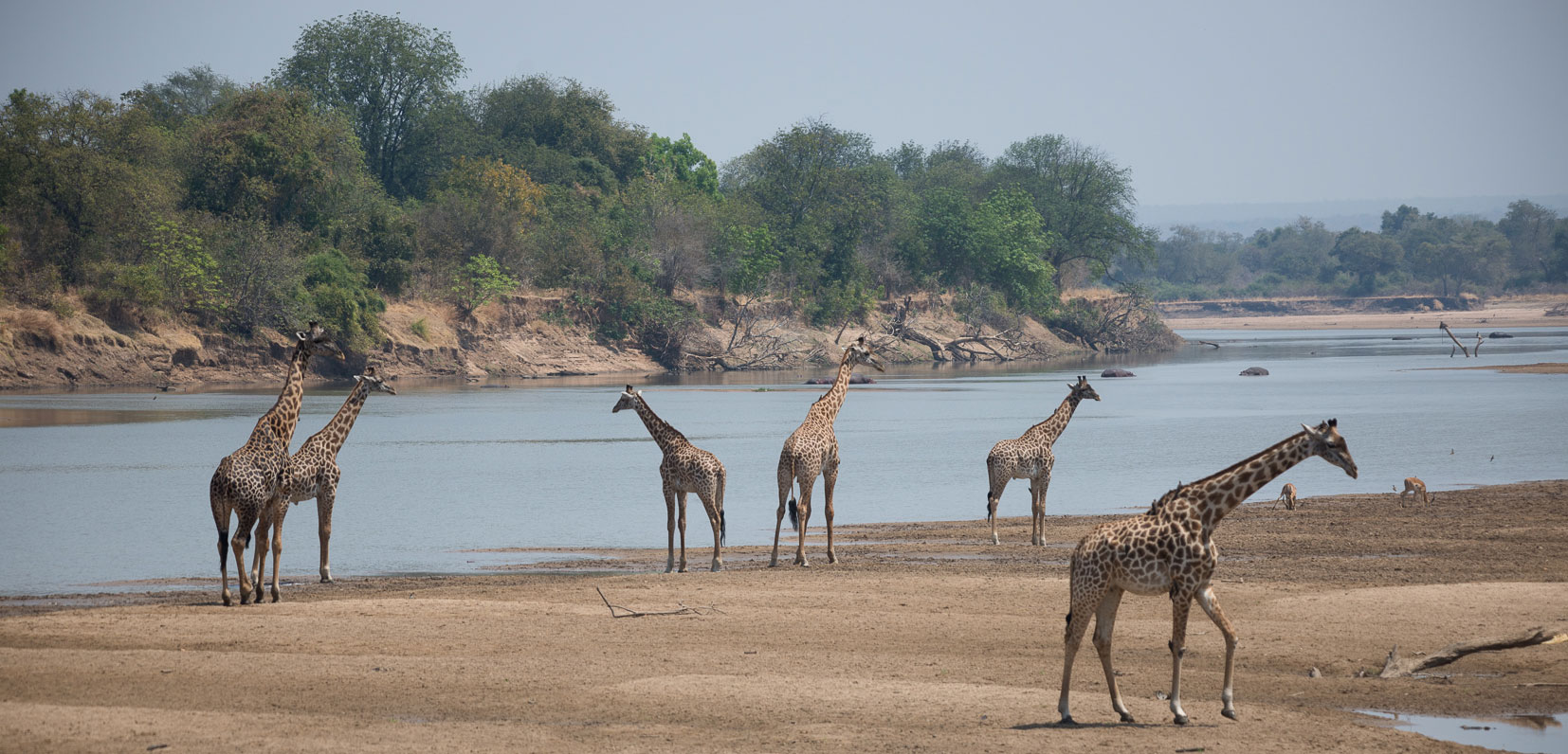 South Luangwa National Park Zambia