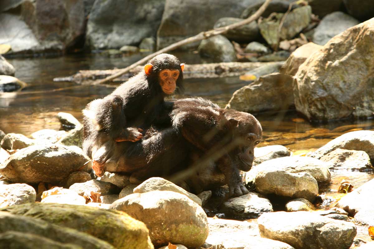 Gombe Stream - Chimpansee Trekking Gombe Stream - Chimpansee Trekking Tanzania