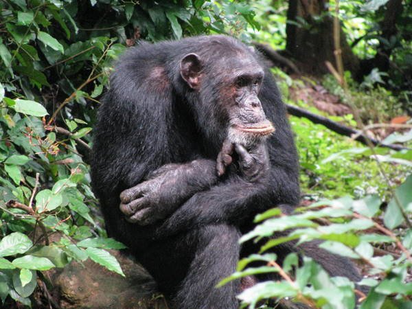 Gombe Stream - Chimpansee Trekking Gombe Stream - Chimpansee Trekking
Tanzania