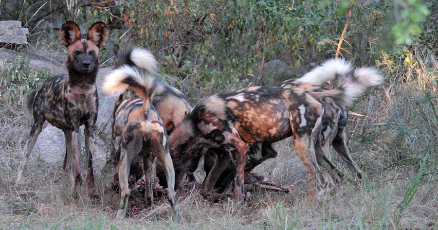 Zimbabwe Hwange National Park