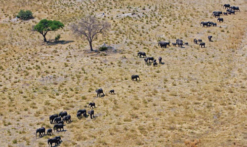 Savuti regio Savuti regio in Botswana Chobe